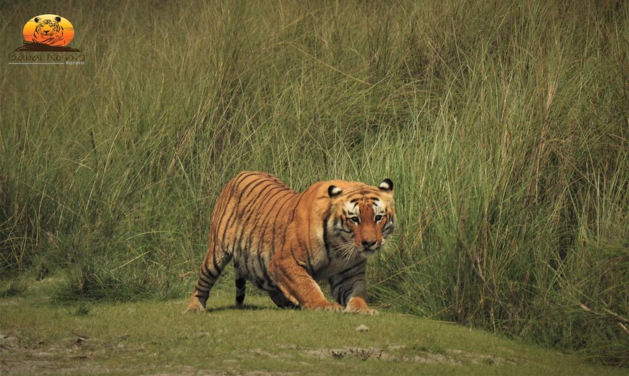 Babai Resort Pvt Ltd Bardiya Exteriör bild