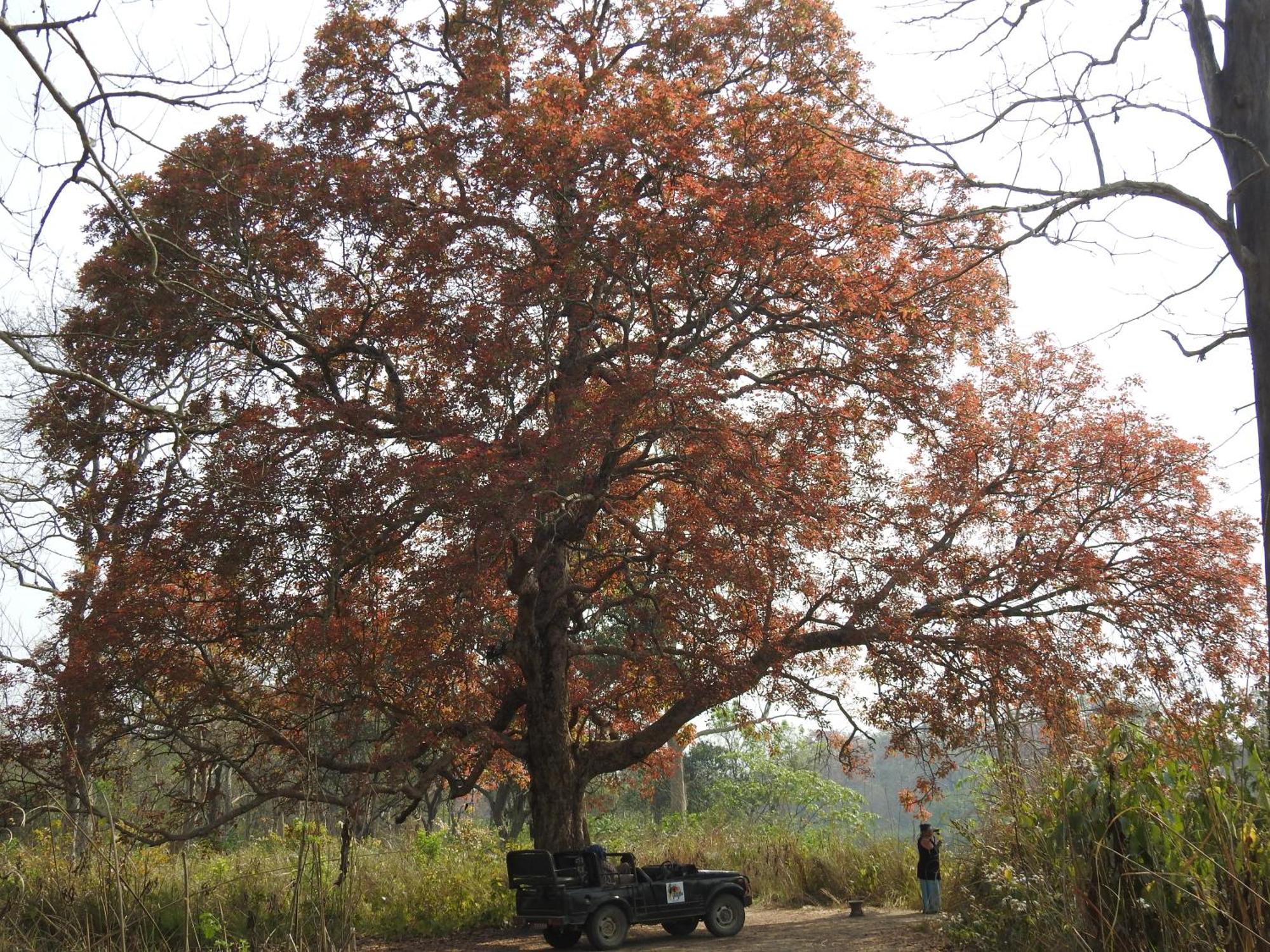 Babai Resort Pvt Ltd Bardiya Exteriör bild