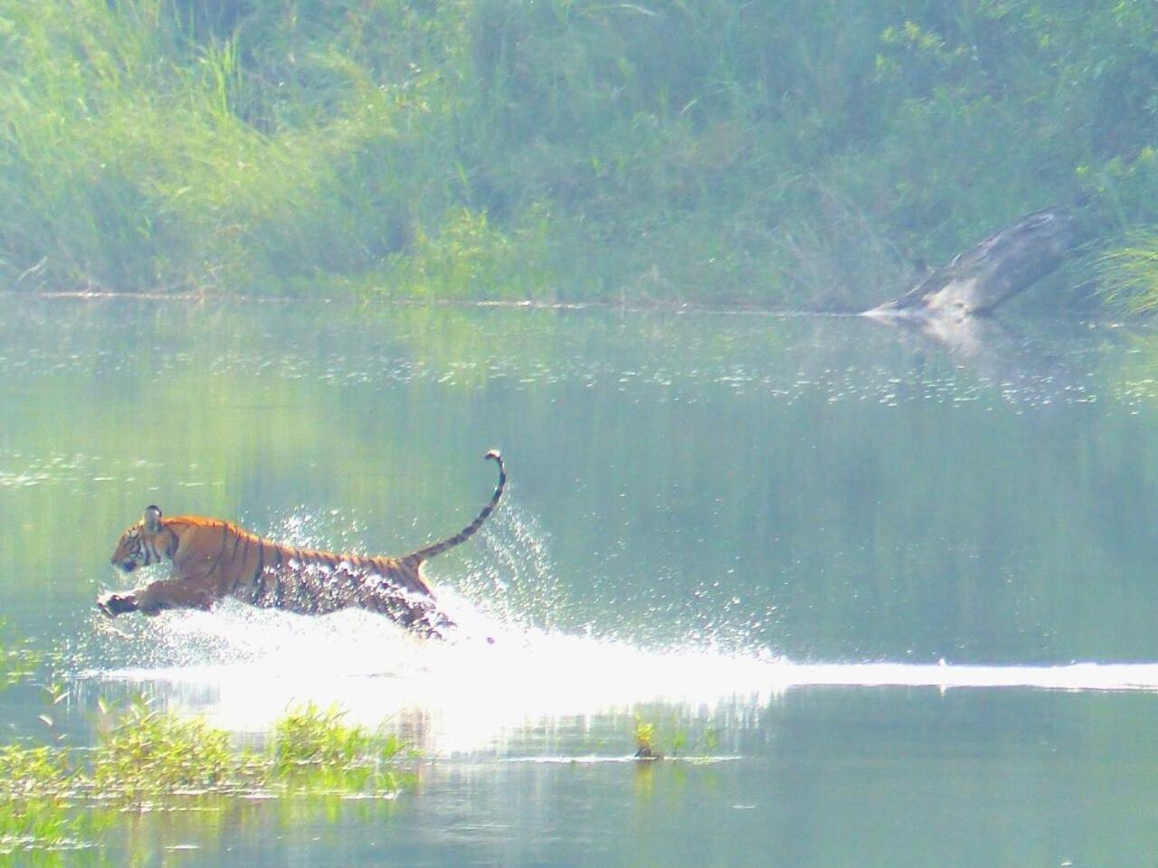Babai Resort Pvt Ltd Bardiya Exteriör bild