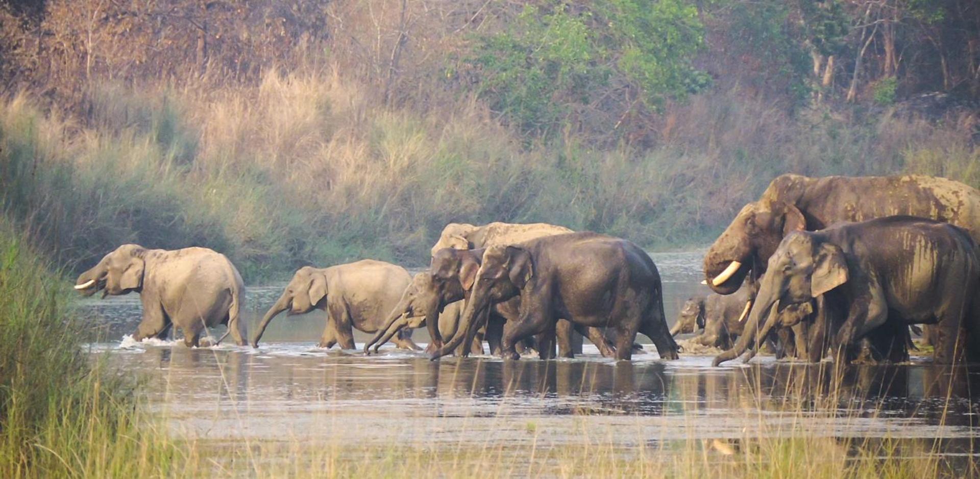 Babai Resort Pvt Ltd Bardiya Exteriör bild