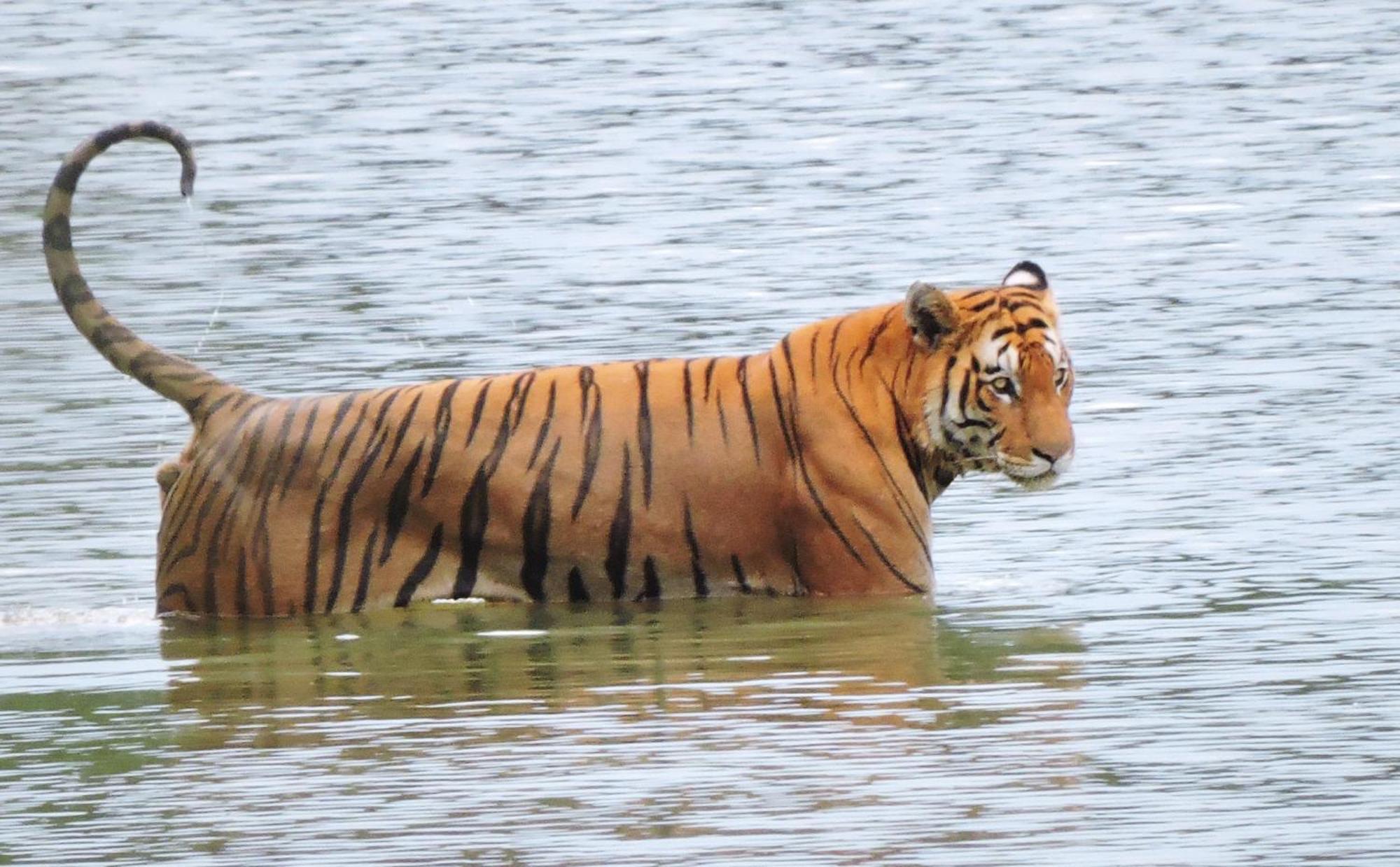 Babai Resort Pvt Ltd Bardiya Exteriör bild
