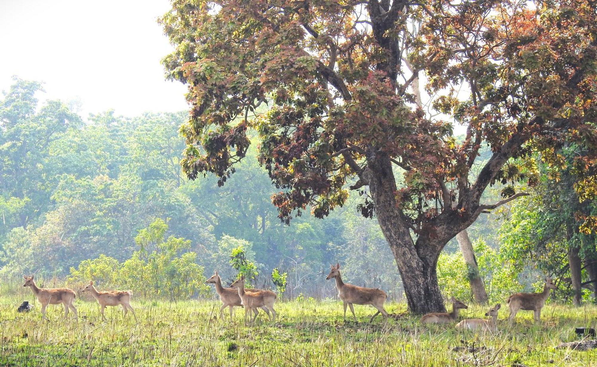 Babai Resort Pvt Ltd Bardiya Exteriör bild